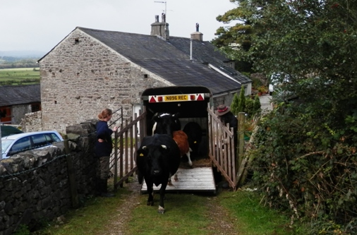 Shetland cows arrive and are put into the holding pen